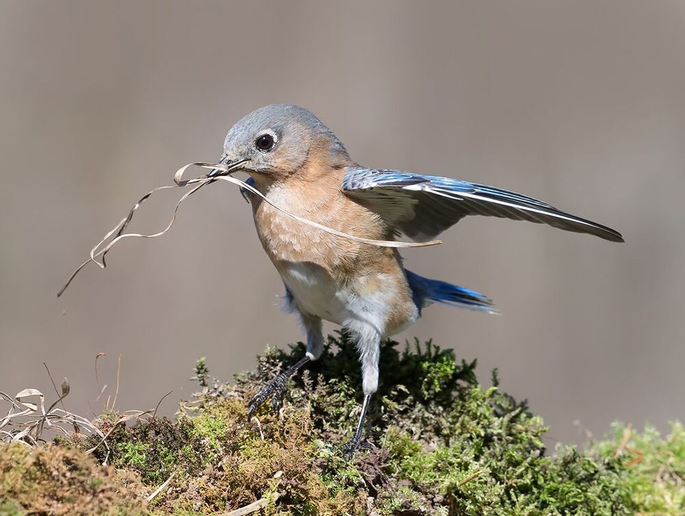 Female Eastern Bluebird with Nesting Material