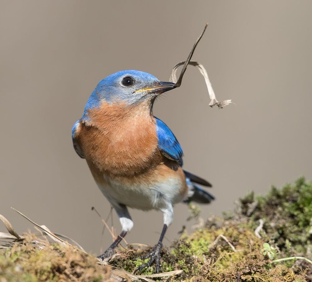 Sweetheart's time to build a nest.
Восточная сиалия - самец