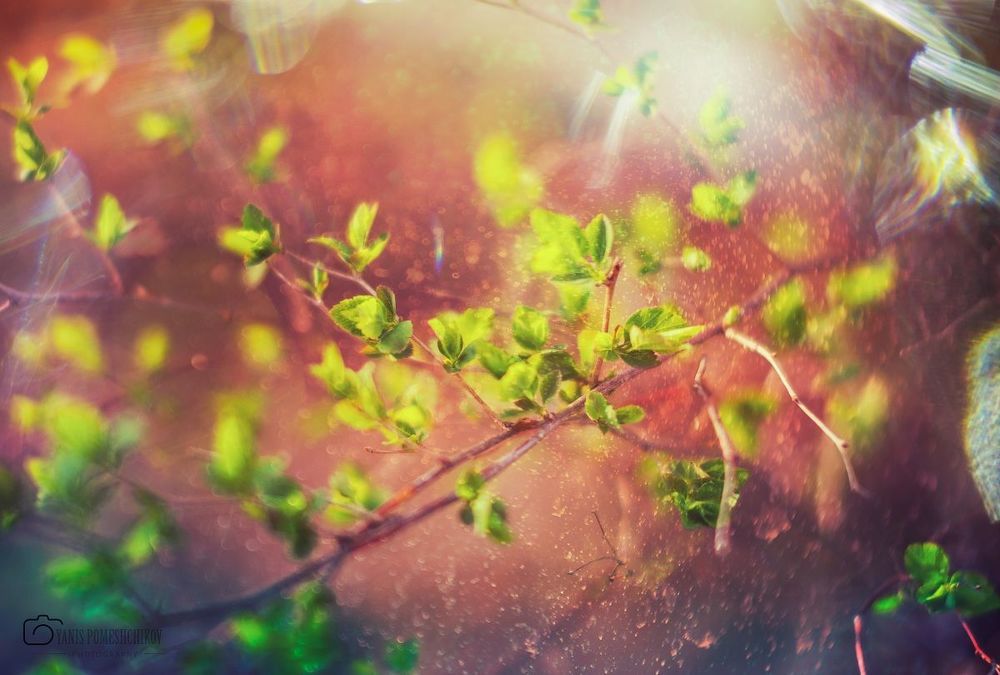 spring