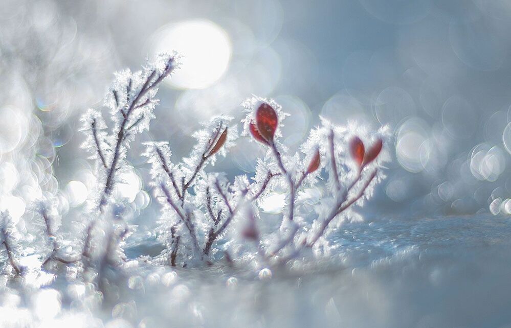 Голубичник в феврале