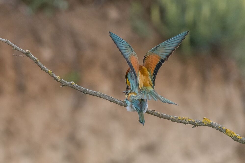 European Bee-eaters' (Merops apiaster) courtship