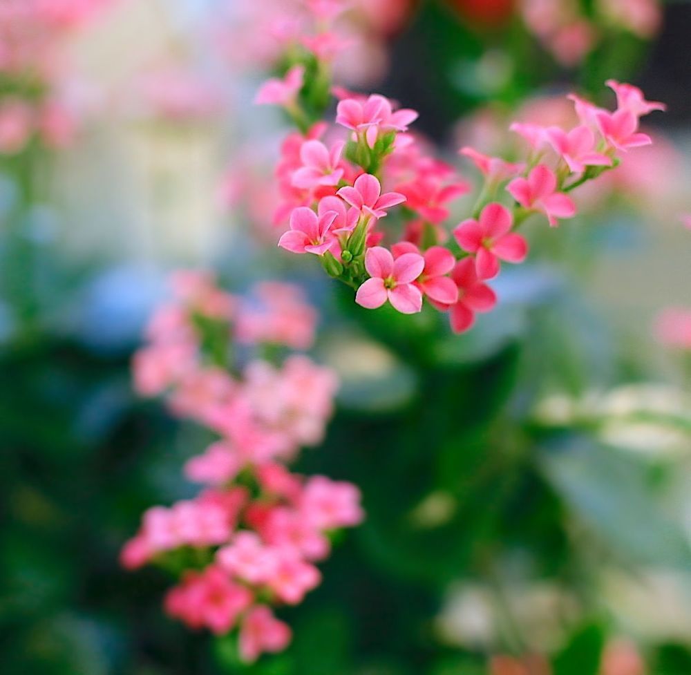 Kalanchoe Blossfeldiana