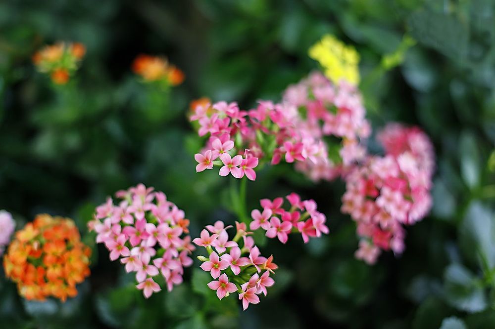Kalanchoe Blossfeldiana