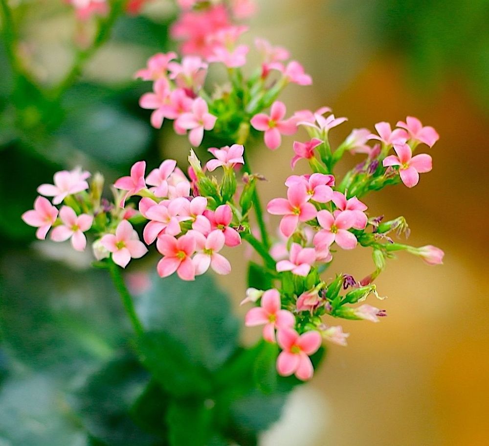 Kalanchoe Blossfeldiana