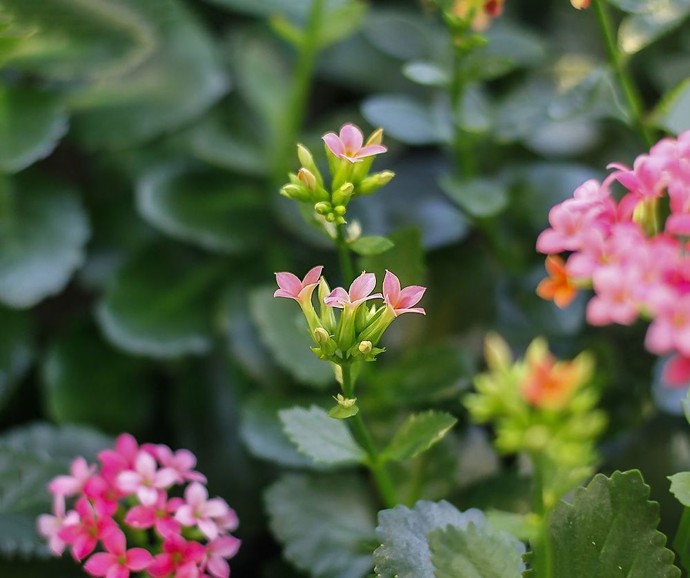 Kalanchoe Blossfeldiana