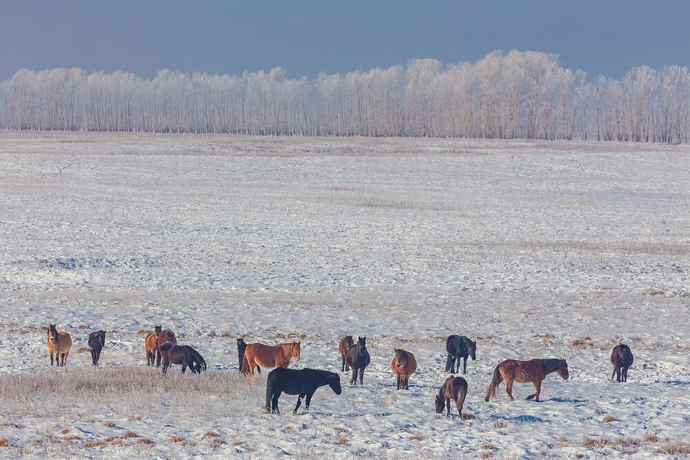 В морозном тумане