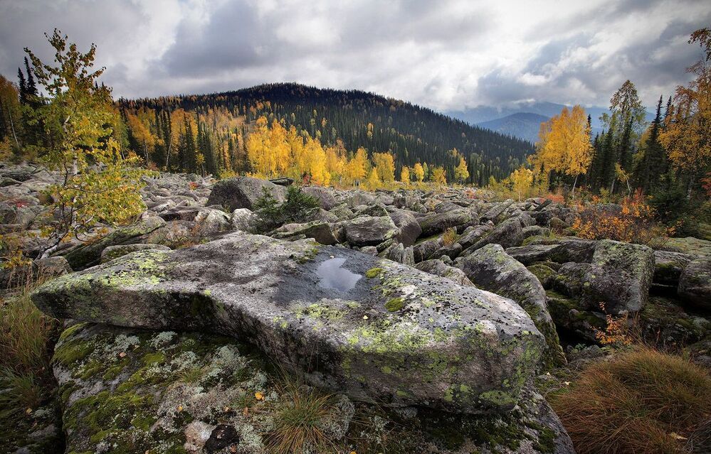сентябрьский курумник