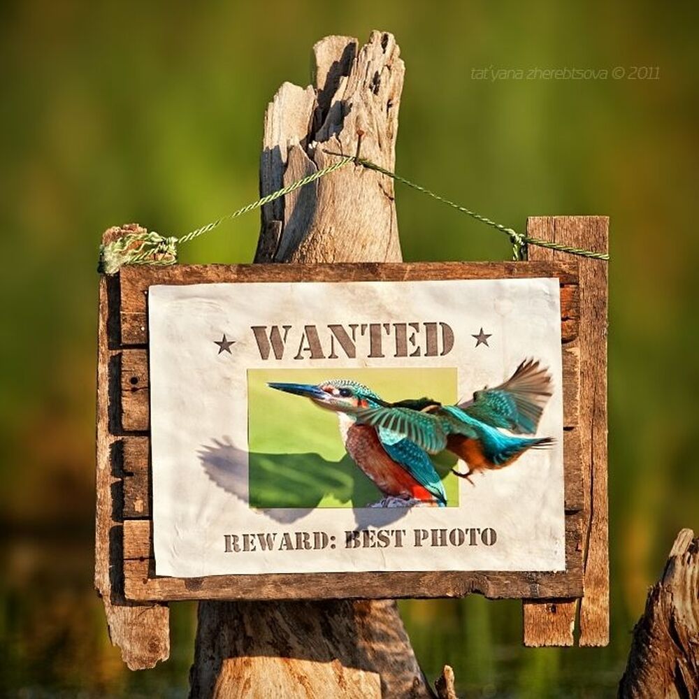 Реакция зимородка была неожиданной! Он атаковал свою фотографию!
