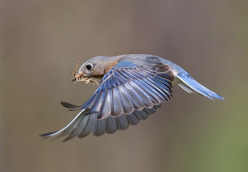 Восточная сиалия (cамка) со стройматериалом для гнезда. - Female Eastern Bluebird with Nesting Material .
