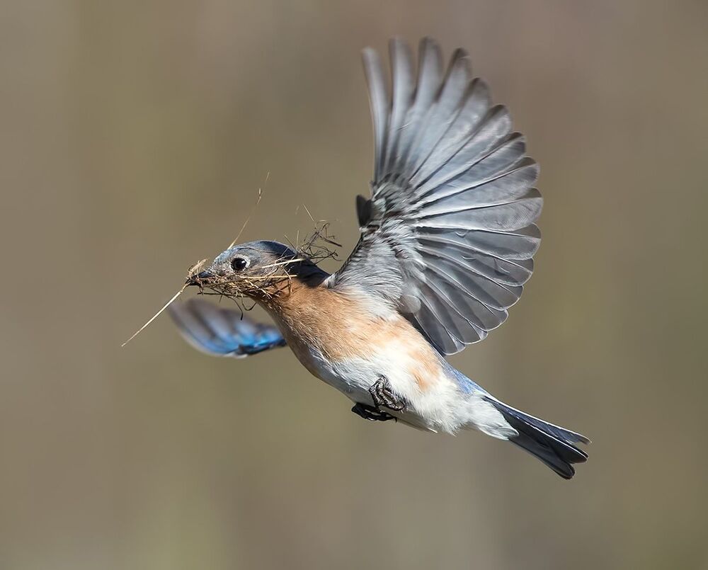 Восточная сиалия (cамка) со стройматериалом для гнезда. - Female Eastern Bluebird with Nesting Material .