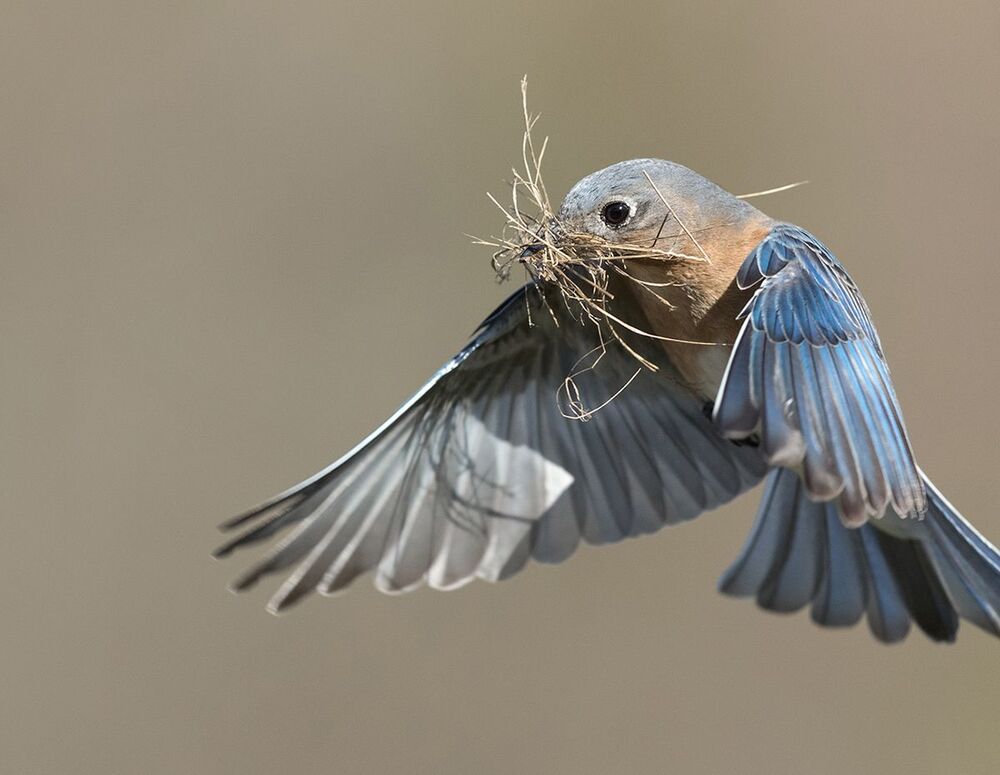 Восточная сиалия (cамка) со стройматериалом для гнезда. - Female Eastern Bluebird with Nesting Material .