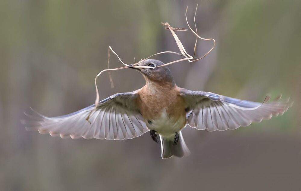 Восточная сиалия (cамка) со стройматериалом для гнезда. - Female Eastern Bluebird with Nesting Material .