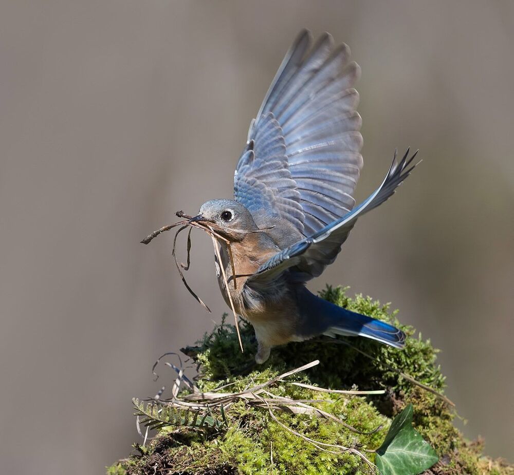 Восточная сиалия (cамка) со стройматериалом для гнезда. - Female Eastern Bluebird with Nesting Material .