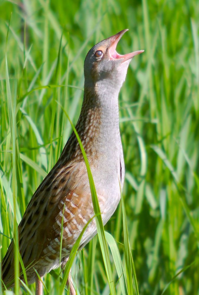 Коростель.(лат. Crex crex)