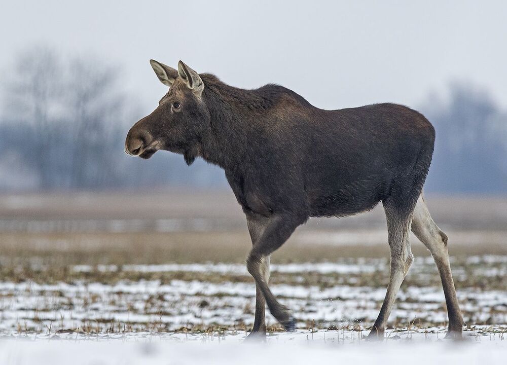 Лось