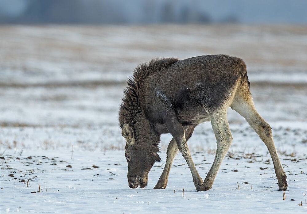 Лось