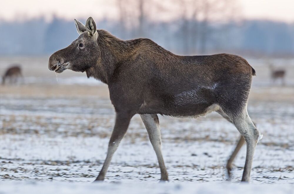 Лось