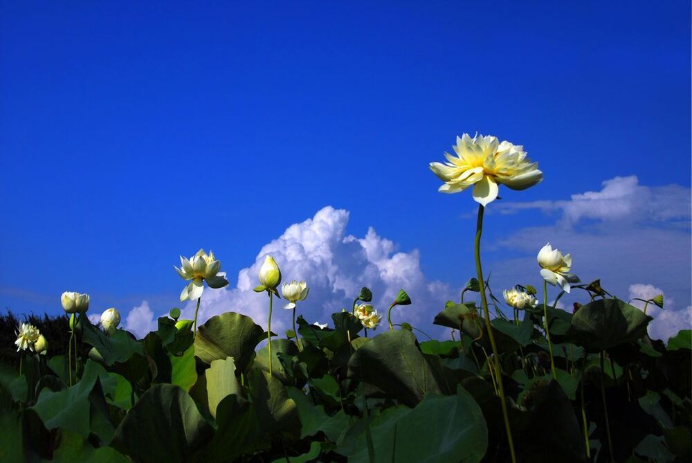 lotus