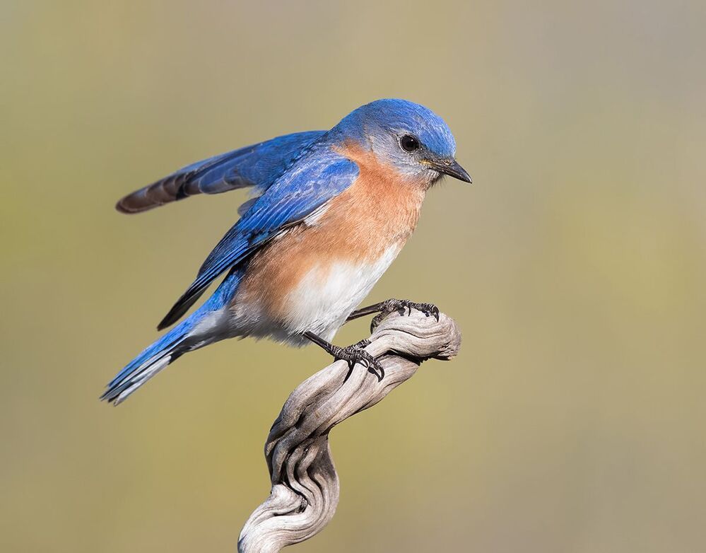 Восточная сиалия (cамец) - Eastern Bluebird male