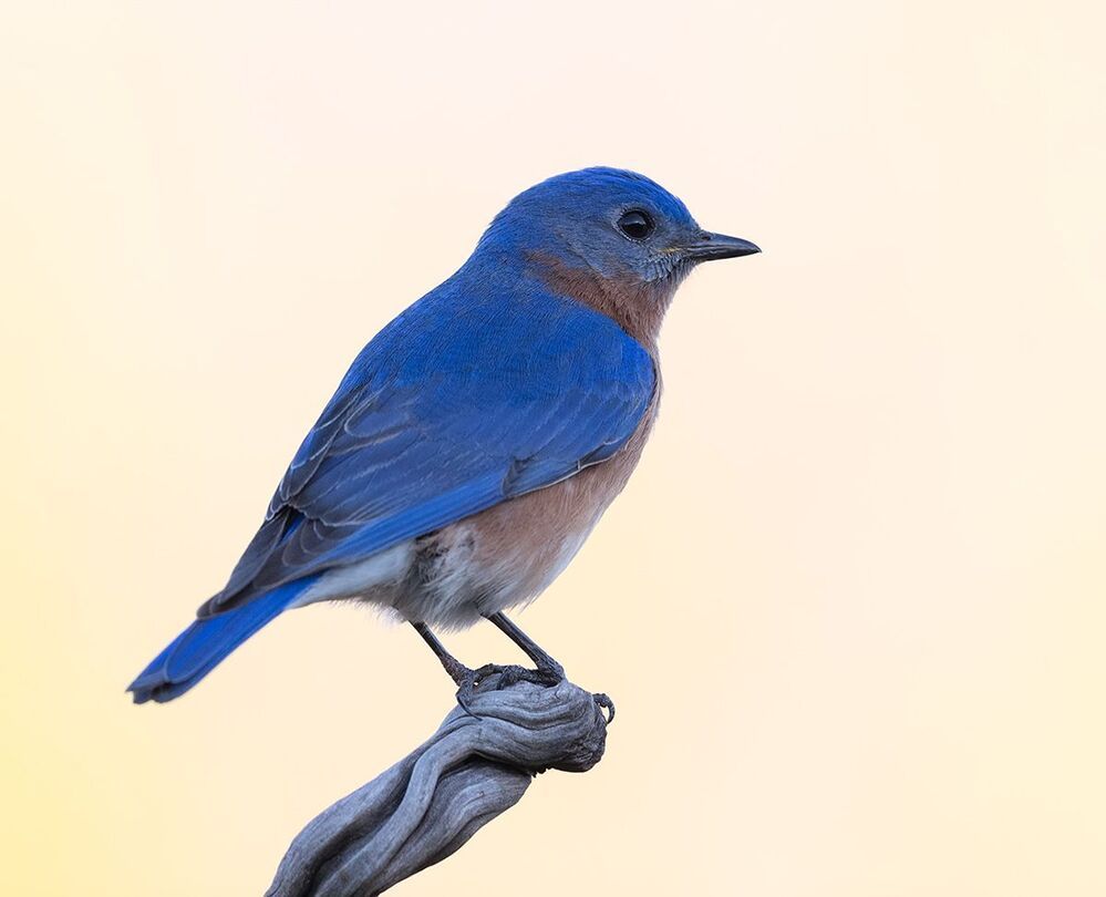 Восточная сиалия (cамец) - Eastern Bluebird male