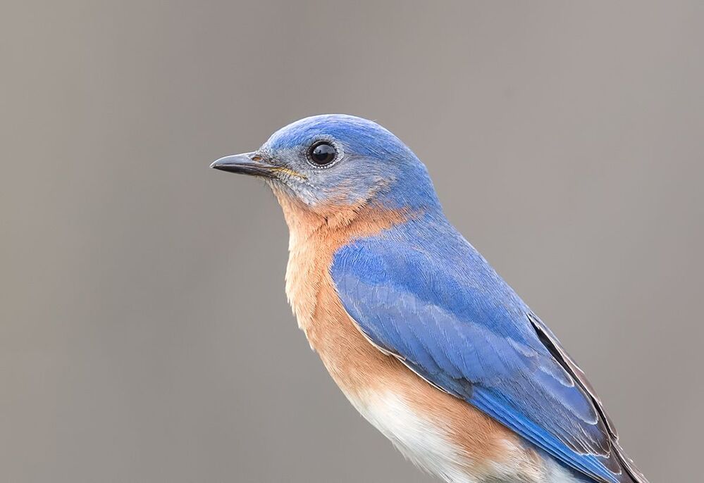 Восточная сиалия (cамец) - Eastern Bluebird male