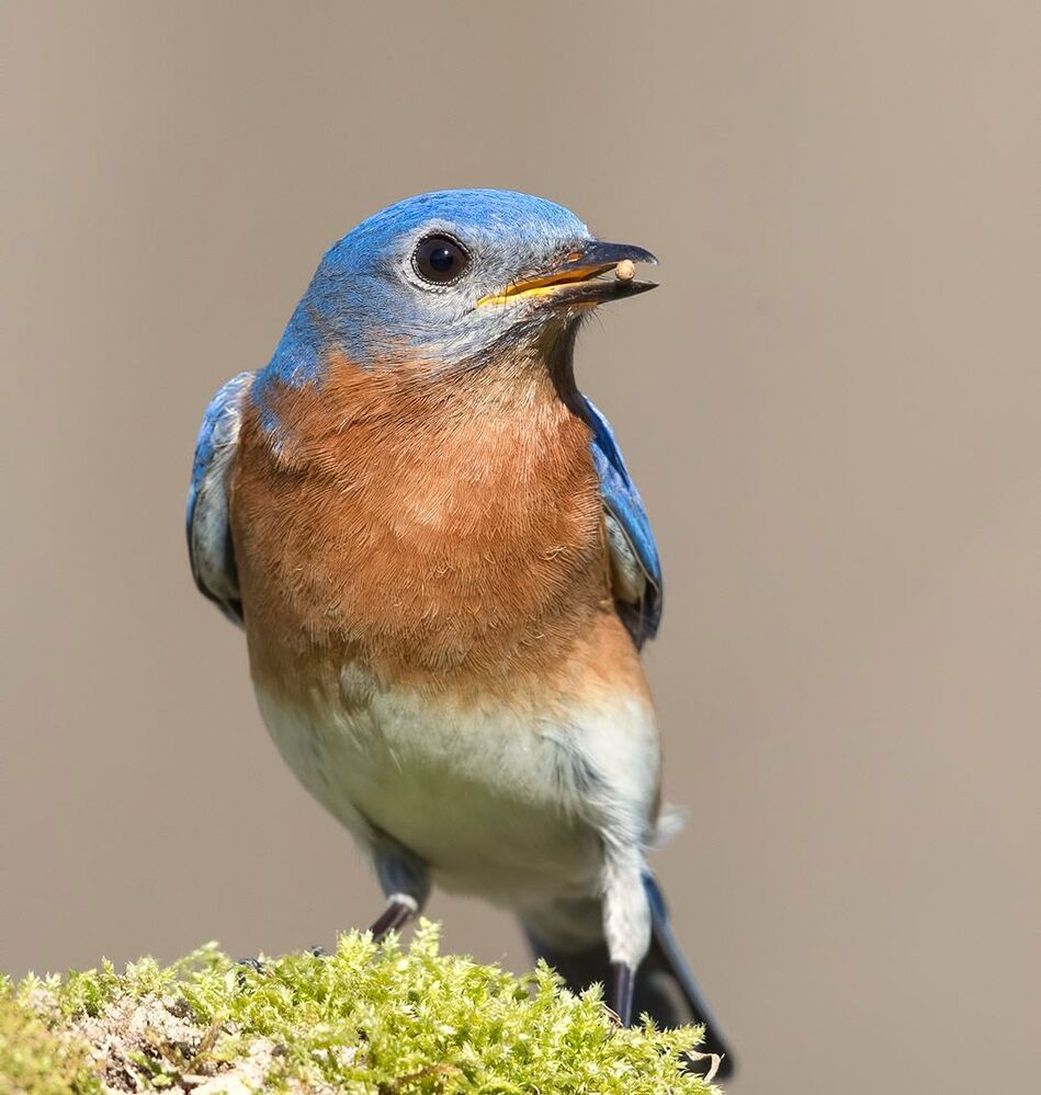Восточная сиалия (cамец) - Eastern Bluebird male