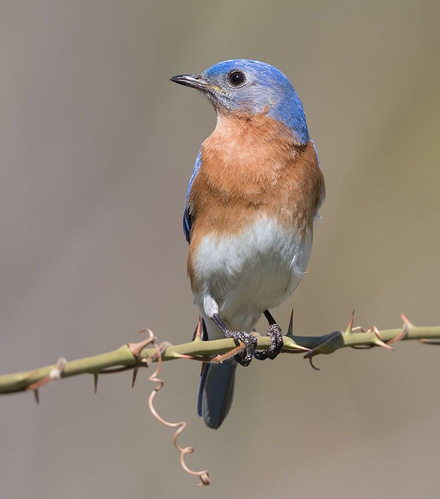Восточная сиалия (cамец) - Eastern Bluebird male