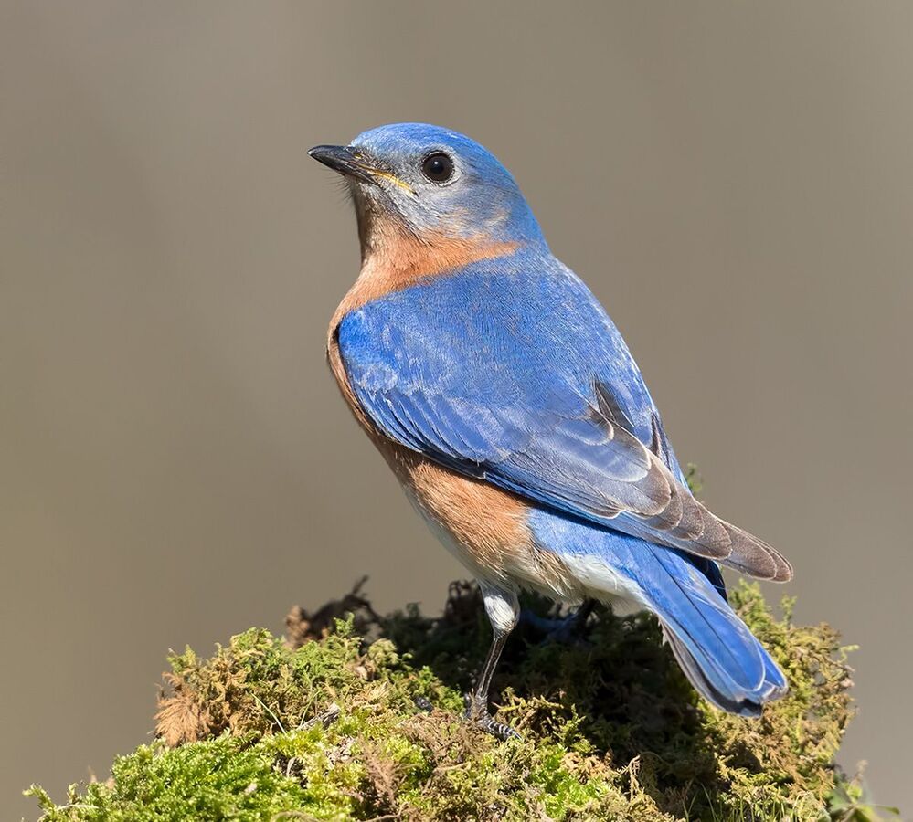 Восточная сиалия (cамец) - Eastern Bluebird male