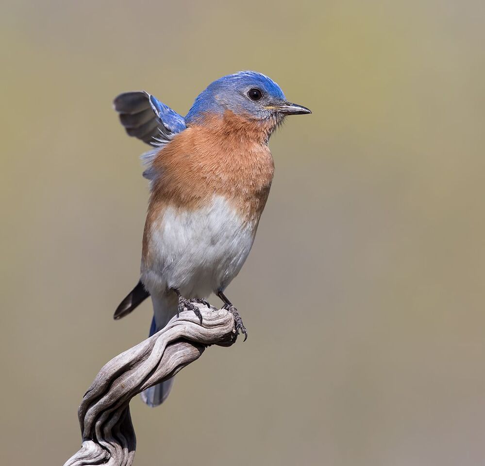 Восточная сиалия (cамец) - Eastern Bluebird male