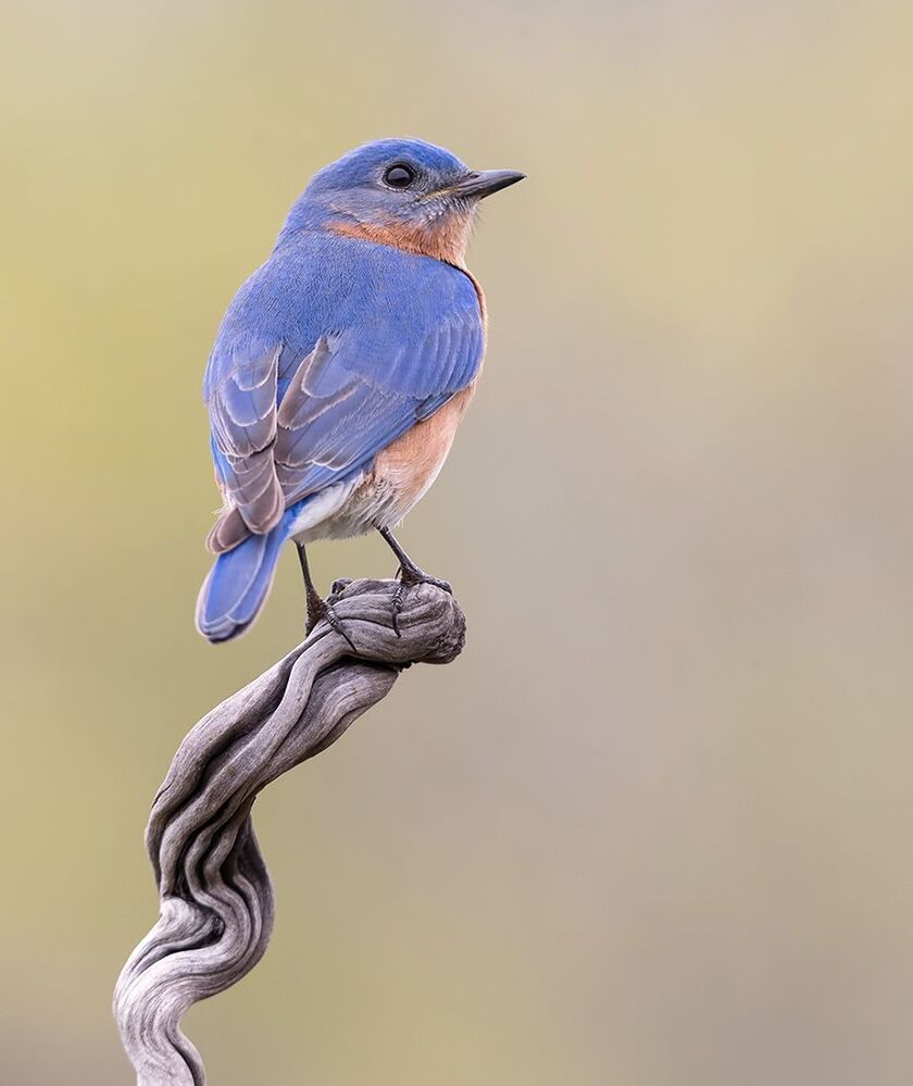 Восточная сиалия (cамец) - Eastern Bluebird male