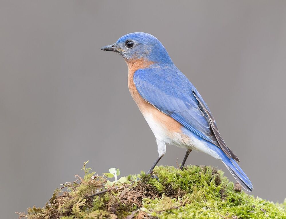 Восточная сиалия (cамец) - Eastern Bluebird male