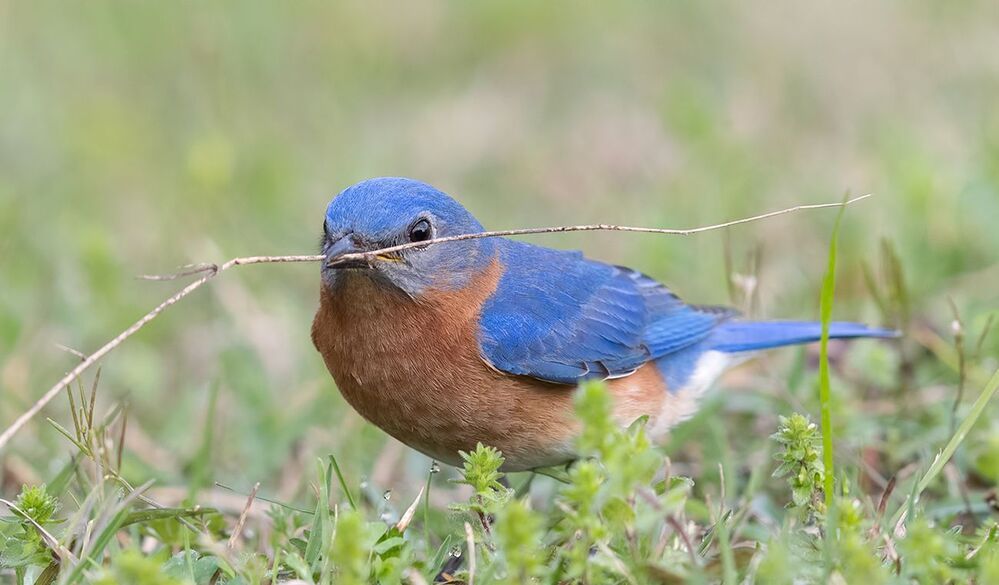 Восточная сиалия (cамец) - Eastern Bluebird male