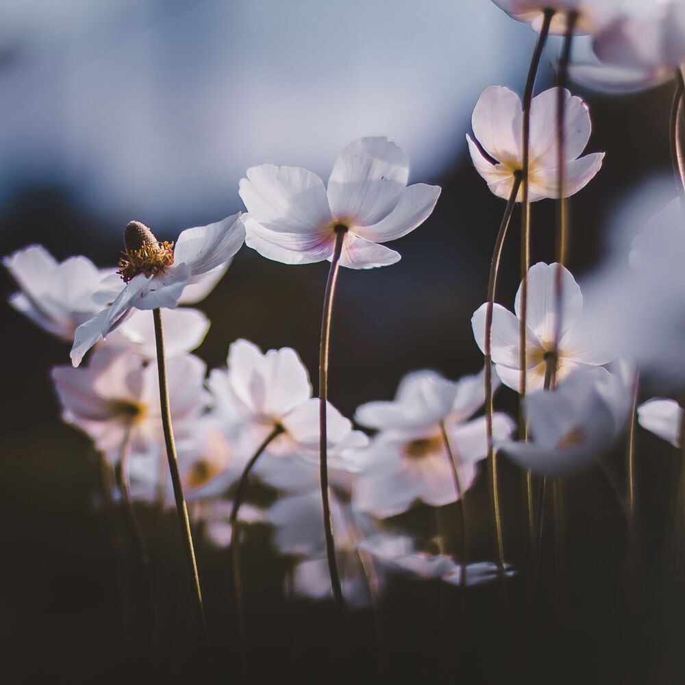 Photo 1072618