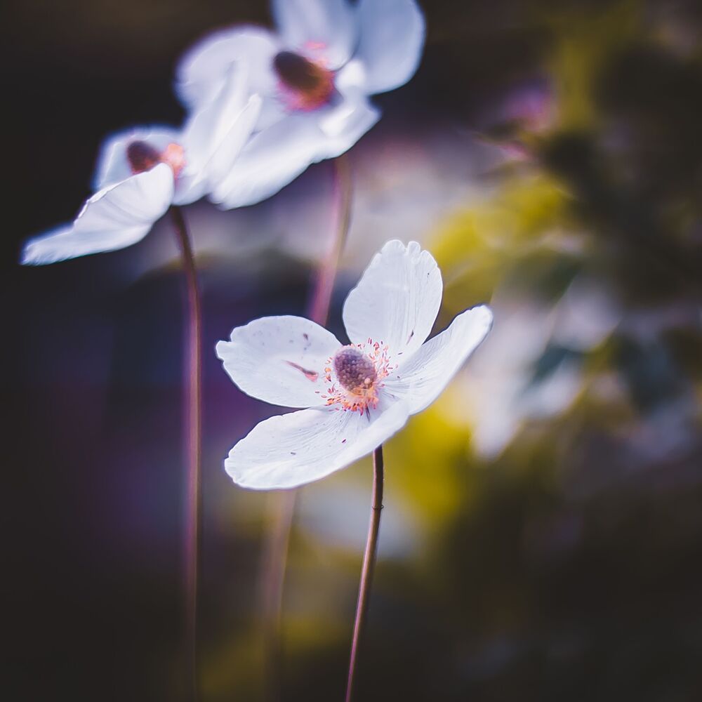Photo 1072619
