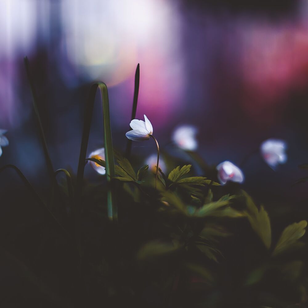 Photo 1072624