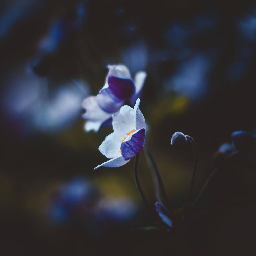 Photo 1072627