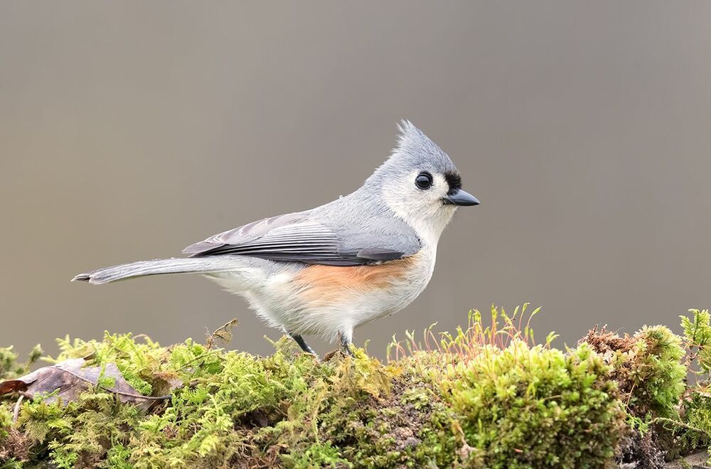 Острохохлая синица -Tufted Titmouse