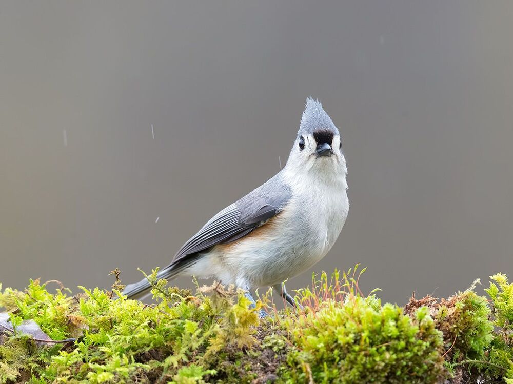 Острохохлая синица -Tufted Titmouse