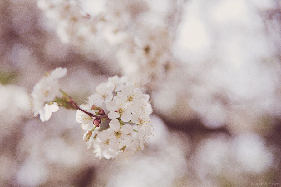 Spring