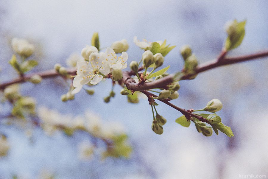Spring