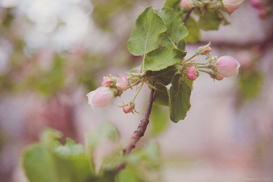 Spring