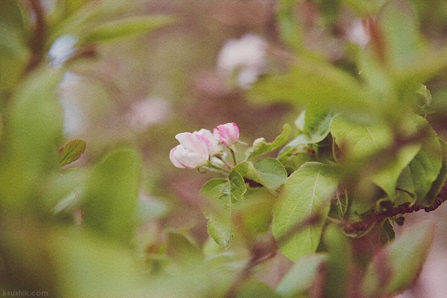 Spring