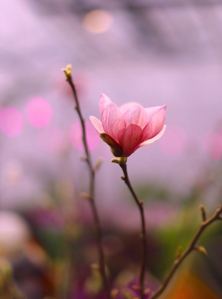 Magnolia