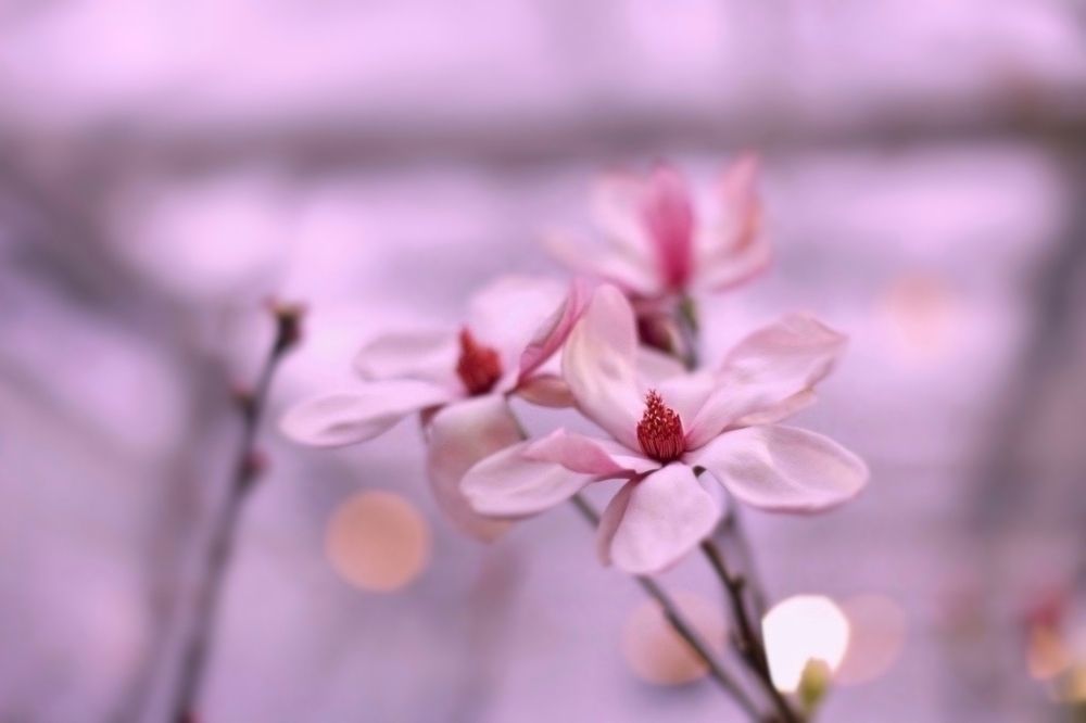 Magnolia