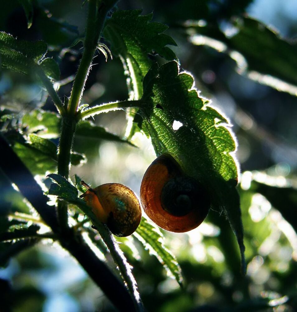 life inside a forest ...