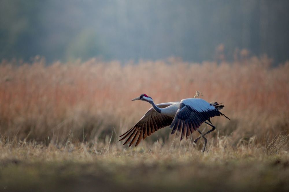 Grus grus II