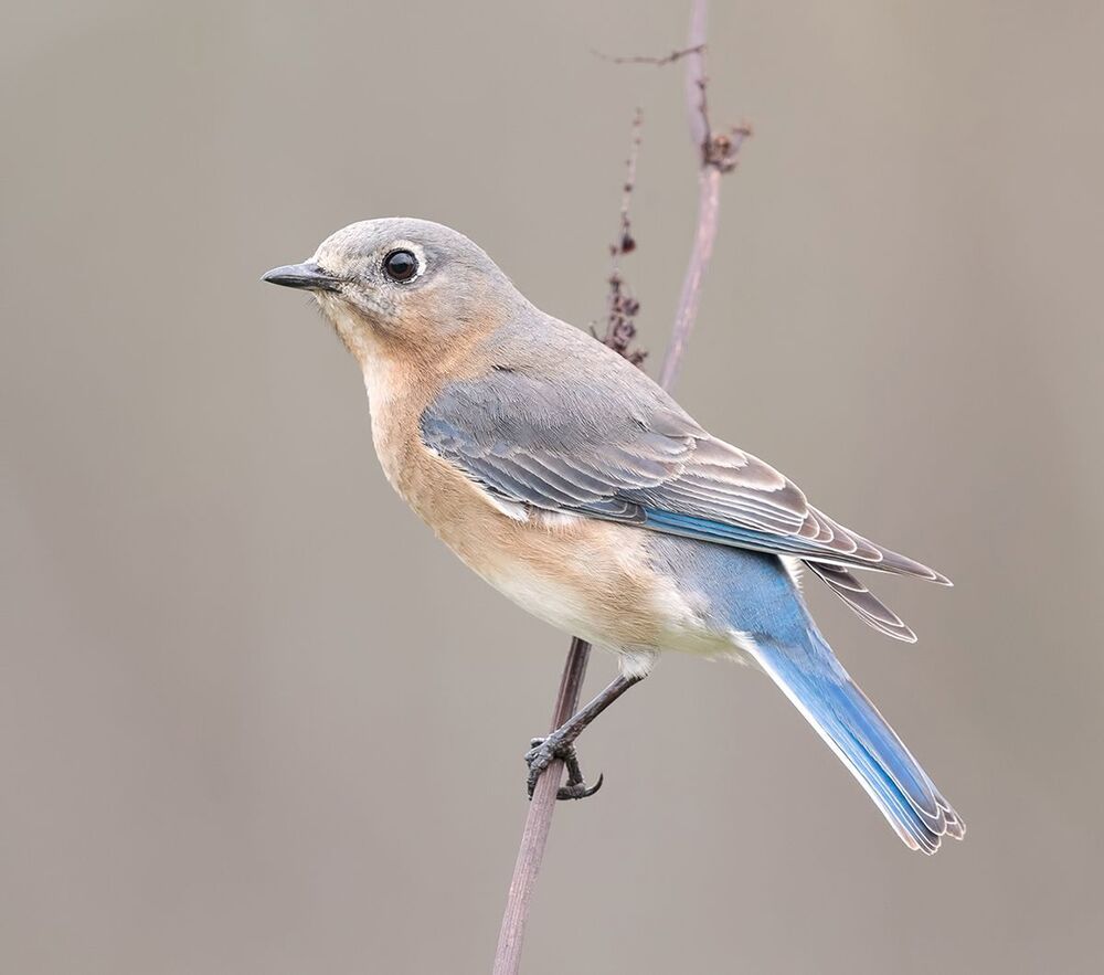 Восточная сиалия самка (Female Eastern Bluebird). Весенние хлопоты
