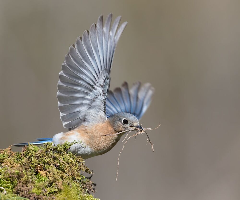 Восточная сиалия самка (Female Eastern Bluebird). Весенние хлопоты
