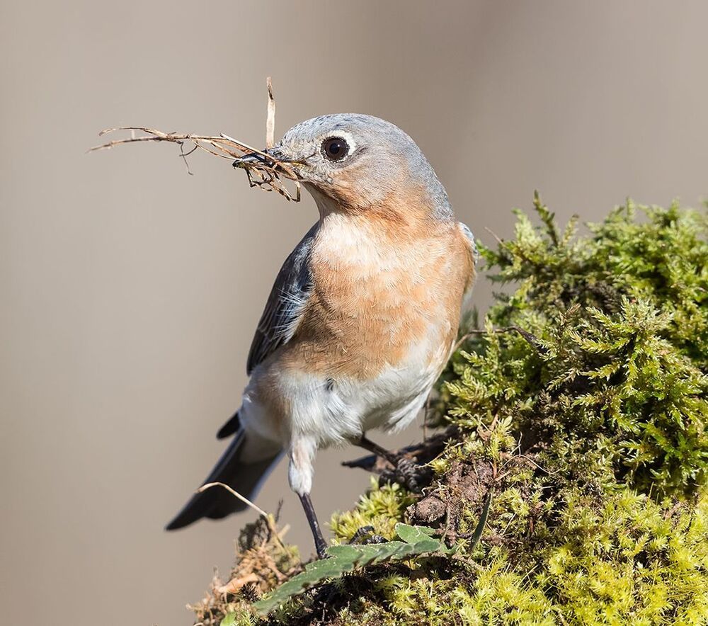 Восточная сиалия самка (Female Eastern Bluebird). Весенние хлопоты
