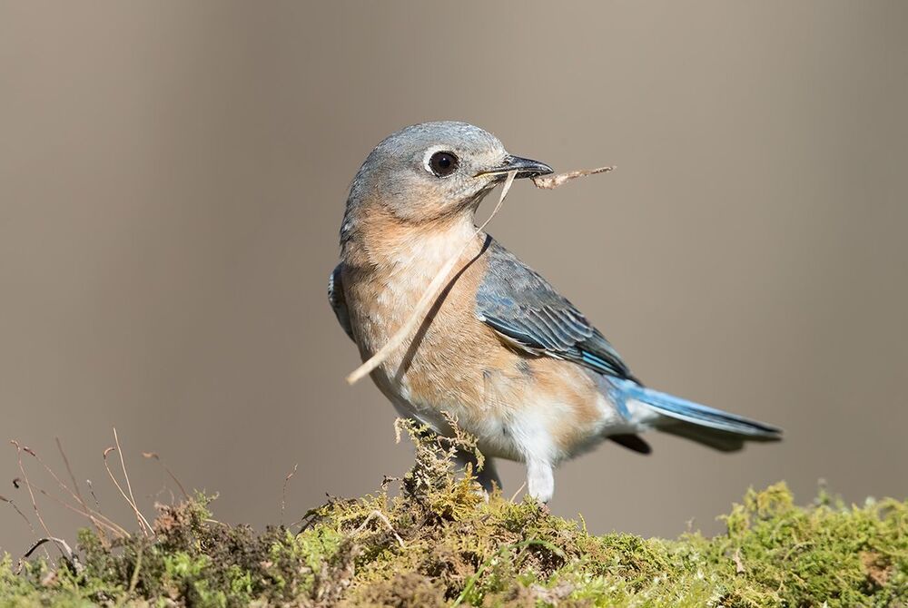 Восточная сиалия самка (Female Eastern Bluebird). Весенние хлопоты